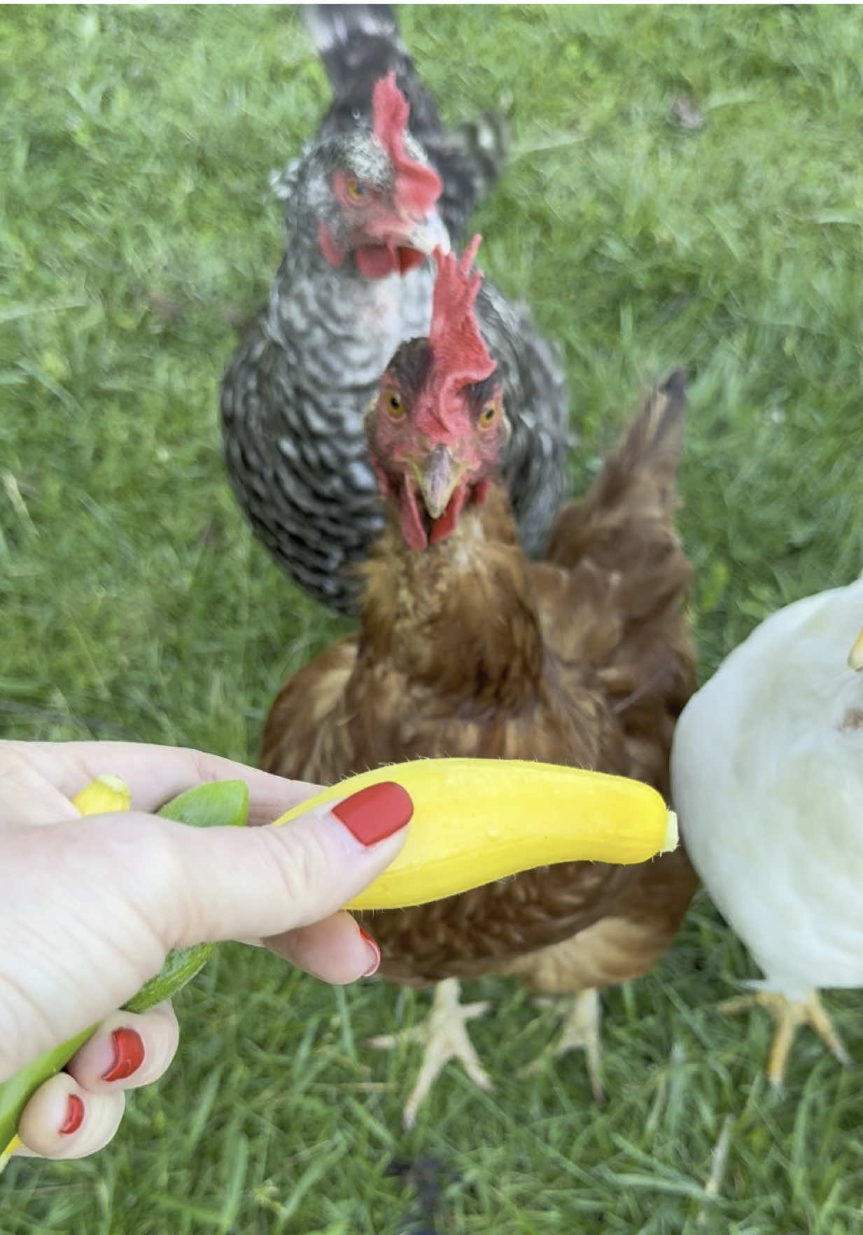 My first #HARVEST goes to the #FLOCK  #cutechickens #chickensoftiktok #farmtok #crazychickenlady #chickencoop #chickentok #backyardchickens #gardentok 