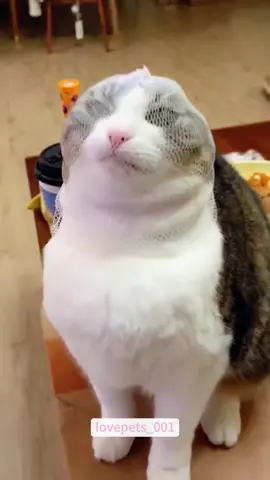 #cats #cutecats #foryou #funnytiktok #funnyvideos #usa #funnyanimals #fypシ #cute #funnycat #catlover #funnypets #viral #funny 