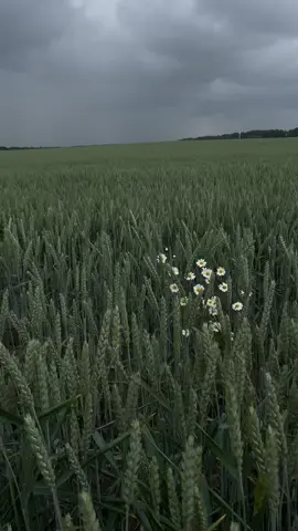 She stood alone, but the sky knew her name…                       #rainyvibes #aestheticvideo #lonelyvibes #moodyaesthetic #sadcore #rainymood #flowerfield #emotionalaesthetic #quietmoments #naturelovers    #melancholy 