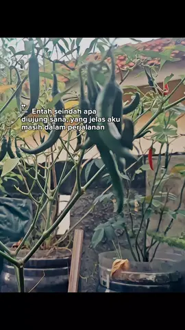 lika liku berkebun