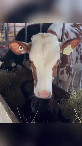 Don’t mess with the cow #cow #cowsoftiktok #animals #core #pet #foryou #cute #cat #funny 