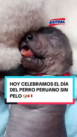 🐶🇵🇪 Hoy 12 de junio, ¡Celebremos el Día del Perro sin Pelo del Perú! #noticiastiktok #noticiasperu #información #noticias #exitosa #exitosanoticias #perú #perrito #perrosinpelo #perrosinpelodelperu #viringo