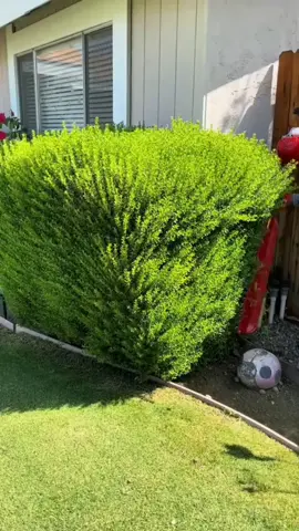 satisfying hedge trimmer  #satisfyingvideo #satisfying #usa🇺🇸 #tiktok #garden #usa_tiktok #gardening #gardendesign #hedgetrimmer #grasscutting 