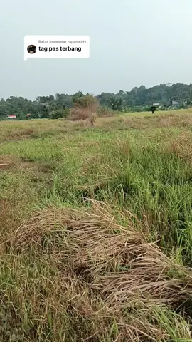 Membalas @raparrel.fydone ya terbang, next bikin layangan apa lagi nih dari fiber #kelalawarmalam #gapangan #layanglayang #viral #fypage #layanganbali #layangan #fyp 