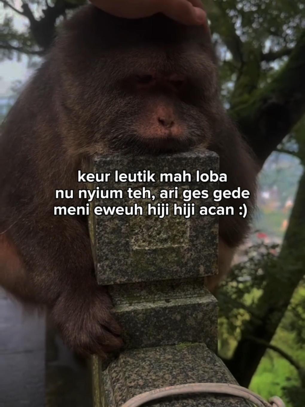 #storysunda #katakatasunda #monyetlucu #fypシ゚ 