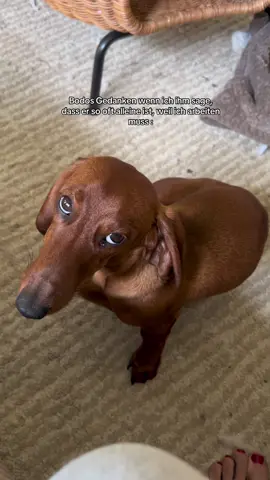 Wie vorwurfsvoll er dabei guckt 🥲😭😭 #dachshund #wienerdog #sausagedog #dackel #dogsoftiktok 