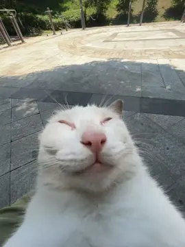 A Silly Cat’s Daily Liver Ritual 😹#fpy #cat #cute #funny #animals 