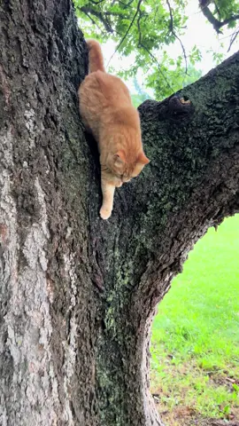 Lucky decided the tree isn’t the place to be. #cat #barncat