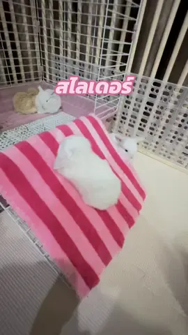 #dukdikmoji #กระต่าย #กระต่ายฮอลแลนด์ลอป #rabbit #hollandlop #bunnies #bunny 