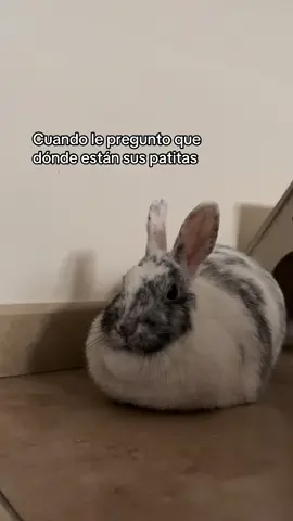 Es un 🍞 #conejos #conejitos #conejostiktok #bunny #fyp 