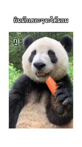 จัดไปคับลูกเพ่!! #คลิปตลก #มีมตลก #มีมฮาๆ #ตลก #หมีแพนด้า 