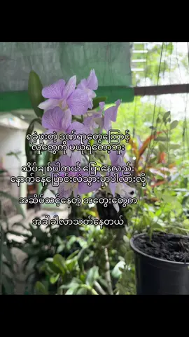 #နိုးကပ်ပရှင်💔🥀 #foryou #fypシ゚ #crdtext #fyp #viral #စာတို #fyppppppppppppppppppppppp 