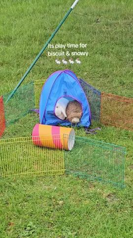#bunny 