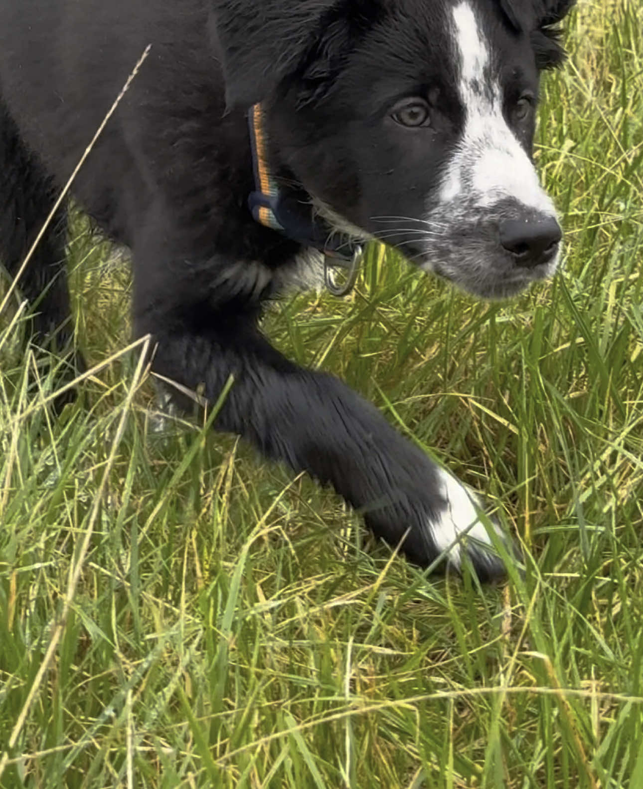 Spec 😍 3 months old verses 8 months old 🖤 Was he cute or what !! #touchangobordercollies #dogsoftiktok #bordercollie #lovedogs #youngdog #workingdog #dog #dogslife #