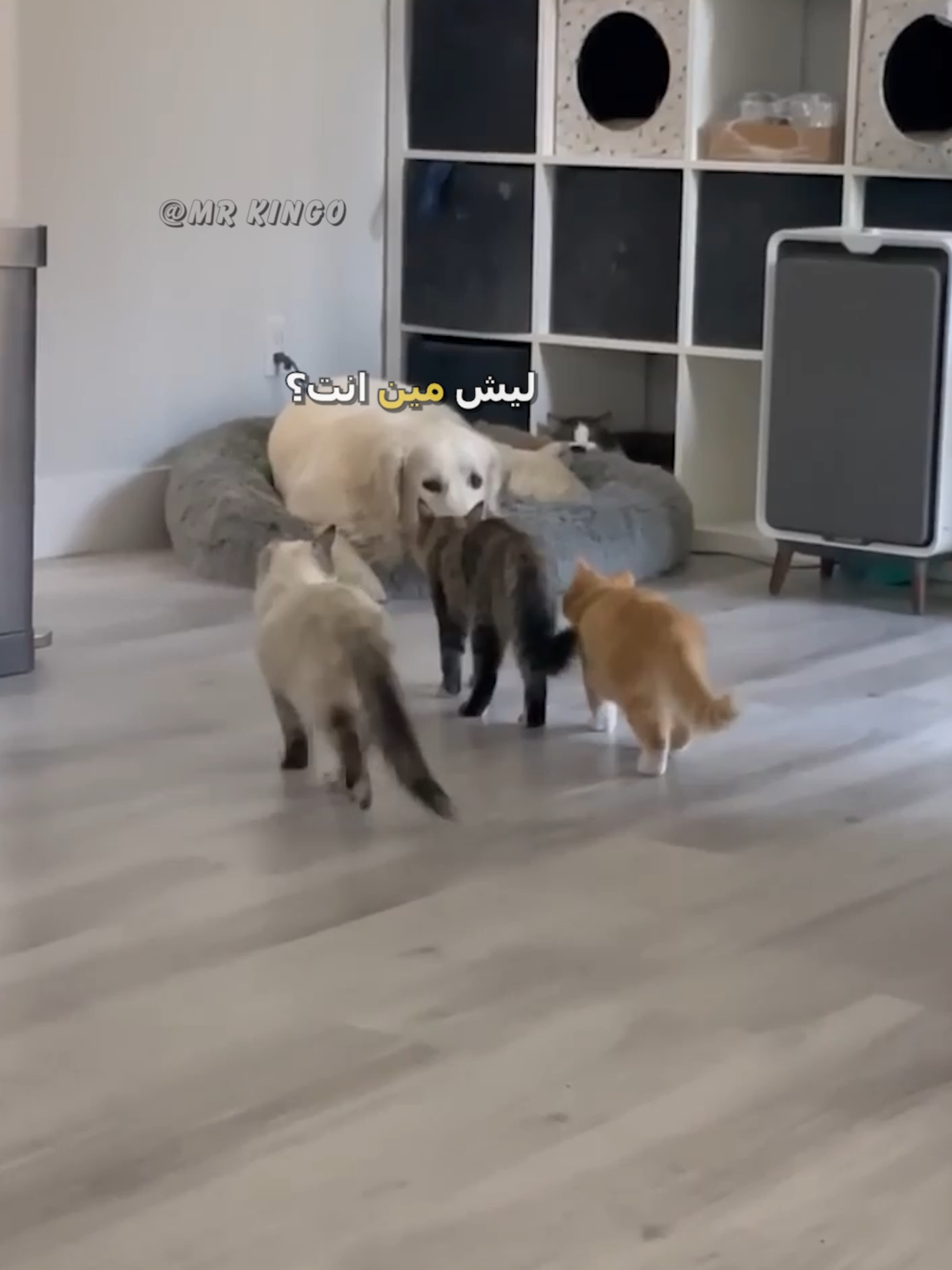المشكلة انتهت قبل لا تبدأ 😂 | #كوميدي #دبلجة #مستر_كينجو #تيك_توك #اكسبلور #السعودية #explore #foryoupage #fyp