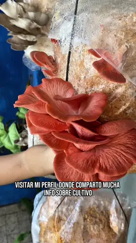 Cultivo de hongos con Yerba mate  . . . #hongosdeargentina #hongosdeuruguay #hongosdechile #hongosdecostarica #hongosdemexico #hongoscomestibles #girgolas #setascomestibles #pleurotus #hongoostra #cultivodehongos #hongosricos #vegan #setasysabores #hongosmexicanos #hongoscordilleranos #cultivodehongos 
