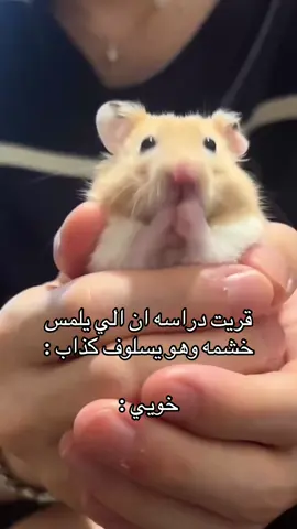 #العيد #الشعب_الصيني_ماله_حل😂😂 #ضحك #قطط #ميمز #حيوانات_اليفه #حيوانات 