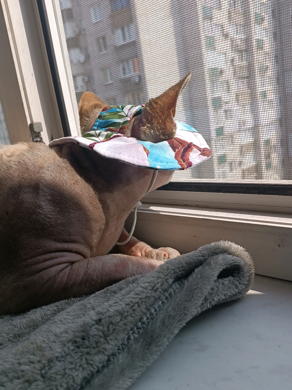 що порадите?💊 #Євра #канадськийсфінкс #sphynxcat #cat #sphynx #відпустка #порада 
