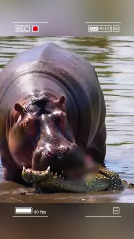 The reckless crocodile crushed by a mother hippo. #wildanimals #animals #foryou 