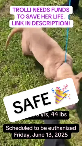 UPDATE: Trolli is safe!  https://fundrazr.com/02ZBr7?ref=em_9228h4_ab_3DzJOk6Qho23DzJOk6Qho2&utm_campaign=share-campaign&utm_medium=email&utm_source=06-2025&fbclid=IwQ0xDSwK33dlleHRuA2FlbQIxMQABHtUm7YXSxTit6DhYJ2RA3rstFMJmtnvYyaA7ct7zxN379Cjl6WiSI2kmFSLD_aem_VhLt_UxAymHwlBSYv89Sfg @CCAC Volunteers 