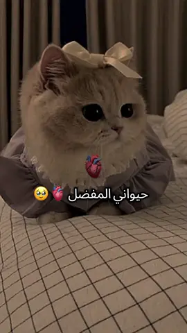 #CapCut #طصميم_فيدؤ_هات🎶🎬🎤 #حيواني_المفضل #قطه #العشق_الحقيقي #😻 