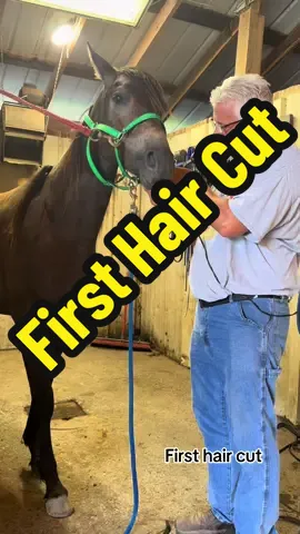 21 month old filly getting her first hair cut #creatorsearchinsights #horse #horses #horsesoftiktok #horsetok #viral 