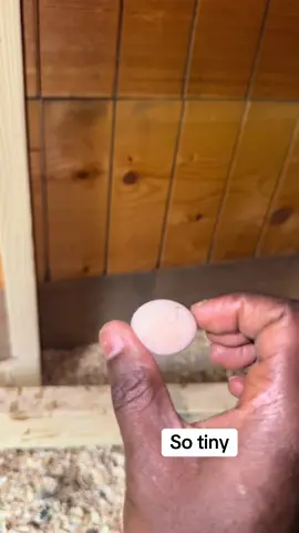 New tiny egg in the coop #fyp #foryou #chicken 