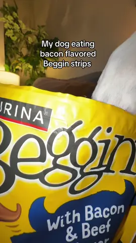 @trishapaytas So GOOD for her and so TASTY! @PURINA #beggin #bacon #beef #dogs #comedy #trishapaytas 