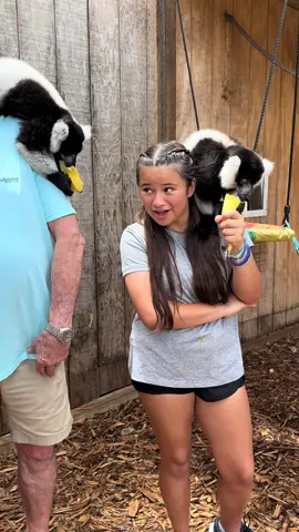Another great Lemur encounter at the zoo today! 