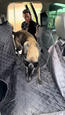 The Only Way To Protect My Truck For Dog Adventures!!! @RUFF Liners #dogmom #doglover #ruffliners #truckprotection 