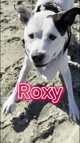 Who you got??? Add Snap👻@ JoshButlerTv #joshbutlertv #joshbutler #roxyandremi 