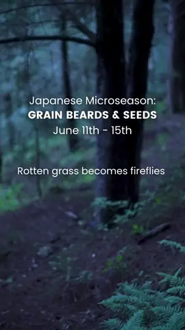 The lanterns of the rainforest remind of us the magic in nature ✨ The Japanese calendar is split into 72 different sections. The 72 sections each contain five days and they represent what is happening in the environment at that time. 🌿 #RainforestAlliance #Rainforests #Fireflies #FireflySeason #Microseason #JapaneseMicroseason