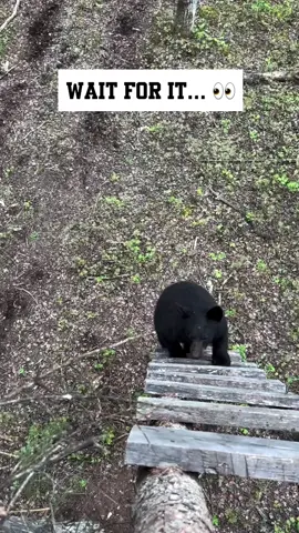 Thats Close Enough…🐻 @thefairchase All Respective Content belongs to Owner #hunting #fishing #bear #Outdoors #wins #fails