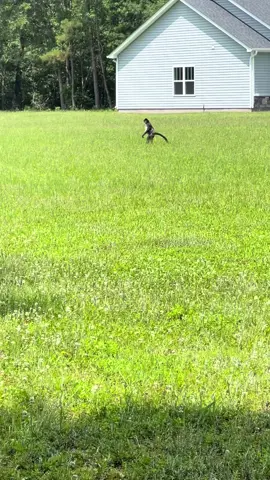 RUN🏃‍♂️  #beat #funny #trend #run #animals #monkey #fyp 
