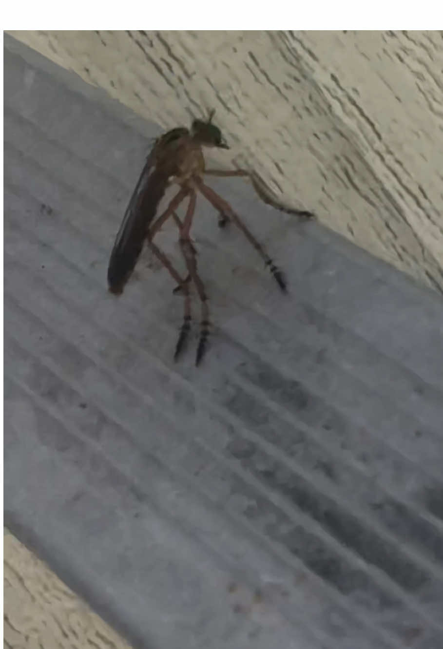someone pls tell me what he is 😭 #bug #bugs #bugtiktok #bugtok #weirdbug #funnybug #idkwhattohashtag 