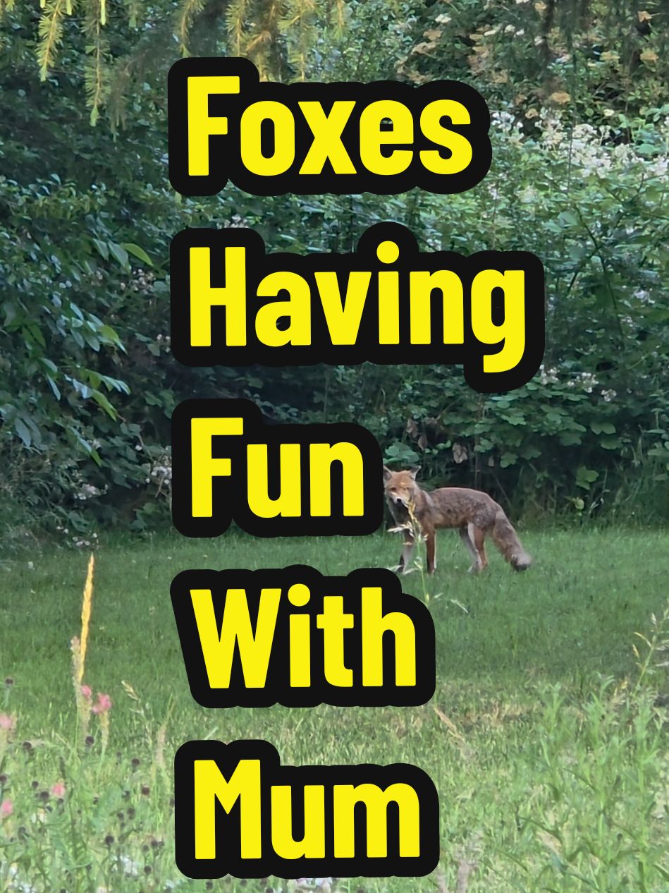 #family #fun #play #garden #fox #foxy #foxnewschannel #foxtv #foxnews #nature #videoviral #wildlife #viraltiktokvideo #fyp #animalphotography #photography #animalsoftiktok #tik_tok #trendingtiktokviral #memestiktok #UK #cute @Mother Goose 🌻 🪿 @Wild_nature @aimeelouwood @Nature&Animals @Wildlife photography 