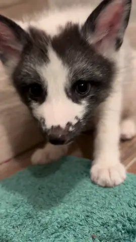#fyp #f #foryoupage #fypシ #fypシ゚viral #fox #marblefox #animal #animalsoftiktok #animals 
