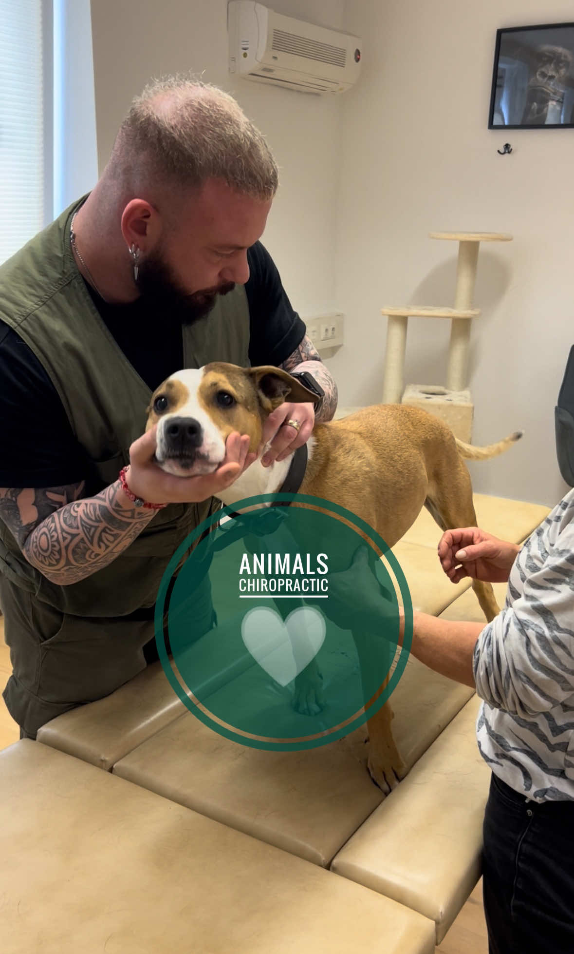Dog with nack pain 🥹🥹 • • • #foryou #asmr #animal #chiropractortiktok #türkiye #hundeauftiktok #hund #tiere #Love #bochum 