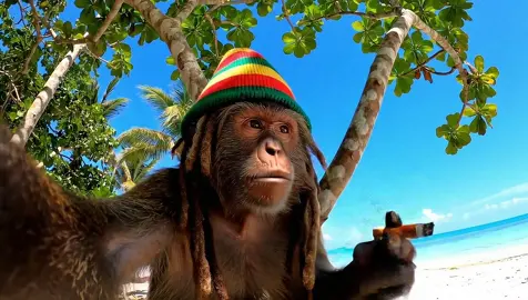 Smoking by the beach Rasta style 🏖️ #fyp #Vlog #monkey #jamaica #ai #viral #rasta 