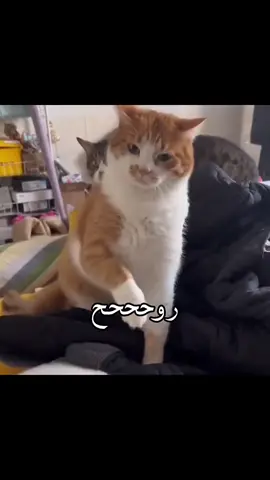 ماريدك بعد روح #cat #viral #مالي_خلق_احط_هاشتاقات #roblox #tiktok #fyp 