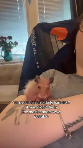 Petition to bring back gizmo #hamster #gizmo #oldhamster #senior #slav #idk #fyp #relatable #viral 