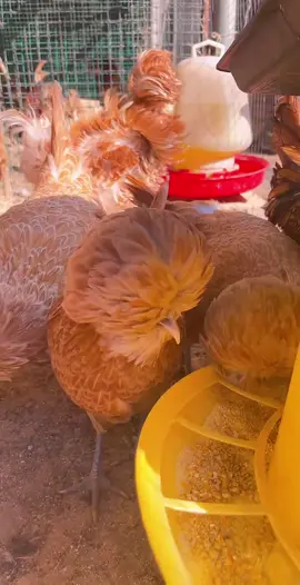 #hensoftiktok #lovely #animals #hen 