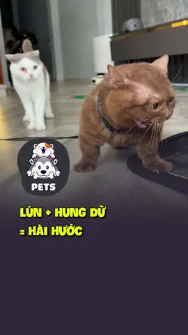 Lùn + hung dữ = hài hước 😂 #shorts #pets