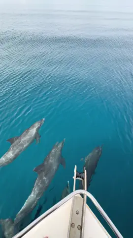 #الدلافين🐬💙 #ينبع #ينبع_المزه #اكسبلور #viral #vlogger #CapCut 