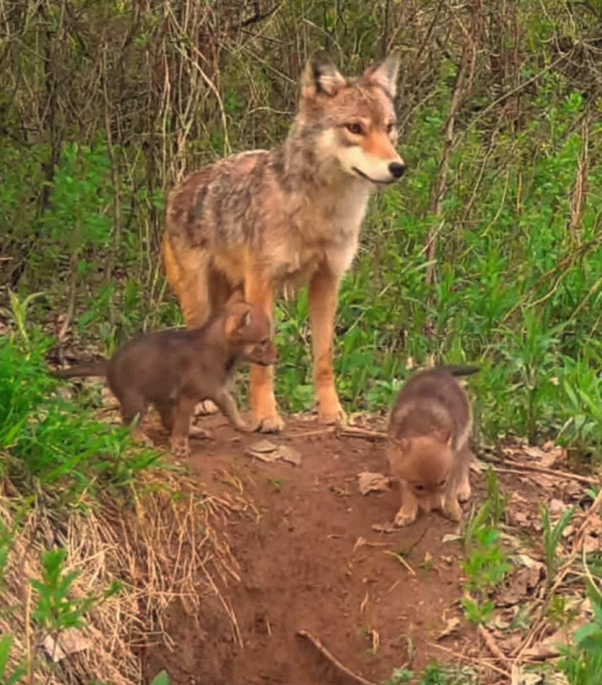 the coyote pups in the 2nd clip🥹😭footage sourced from Browning Trail Cameras, Voyageurs Wolf Project, Annie Henson, Gordon Varszegi, Mitten Trail Cams, Matt Saettler, Christa Kirby, The Biome Project, Game Trail Camera Videos - Northwoods, ExLompican, Calm Down Media, Rural Fringe Fauna, Wolf Haven International, veldes_hunter, Panthera, Wolf Westsachsen, Yessica Wheeler, Outdoor Central Pennsylvania, and Wolverine Woods #trailcam #foryou #coyotes #cameratrap #wildanimals #animals #forestcore #musicedit #edits #compilations #bobcats #deer #trailcamera 