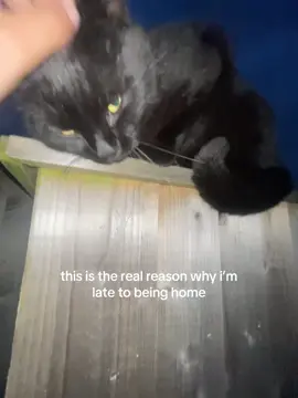 sorry i gasped bc there was another one #fyp #cats 