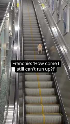 Frenchie: 'How come I still can't run up?!'