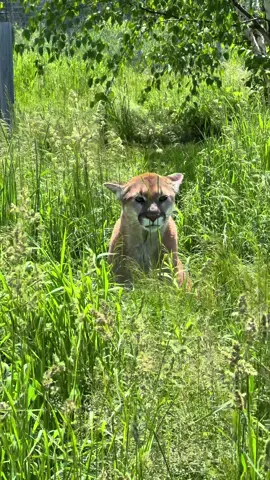 It’s #NationalCougarDay! There’s so much to love about this iconic species— especially our special cougars that call TWS home 🐾. What’s your favorite fact about these fabulous cats? Let us know in the comments! 👇 #cougar #mountainlion #cougars #mountainlions #puma #pumas #pumaconcolor #panther #wildcat #wildanimal #rescuecat #rescuedcat #catsanctuary #wildcatsanctuary 