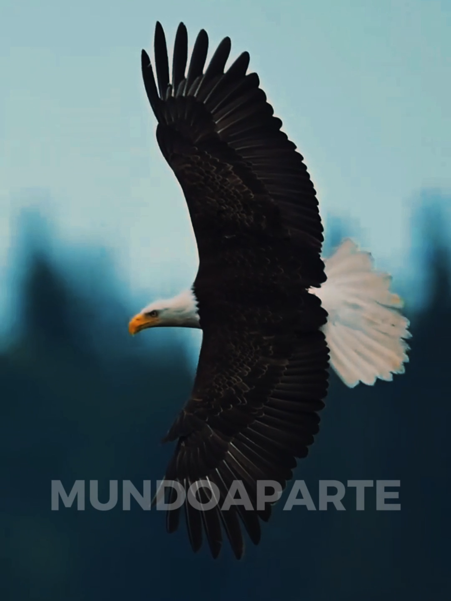 O QUE ANIMAIS FAZEM QUANDO ESTÃO PERTO DE PARTIR, PT 12. #curiosidades #animais #bichos #gavião
