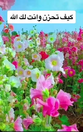 #يارب #دعاء #Romantic #flowers 